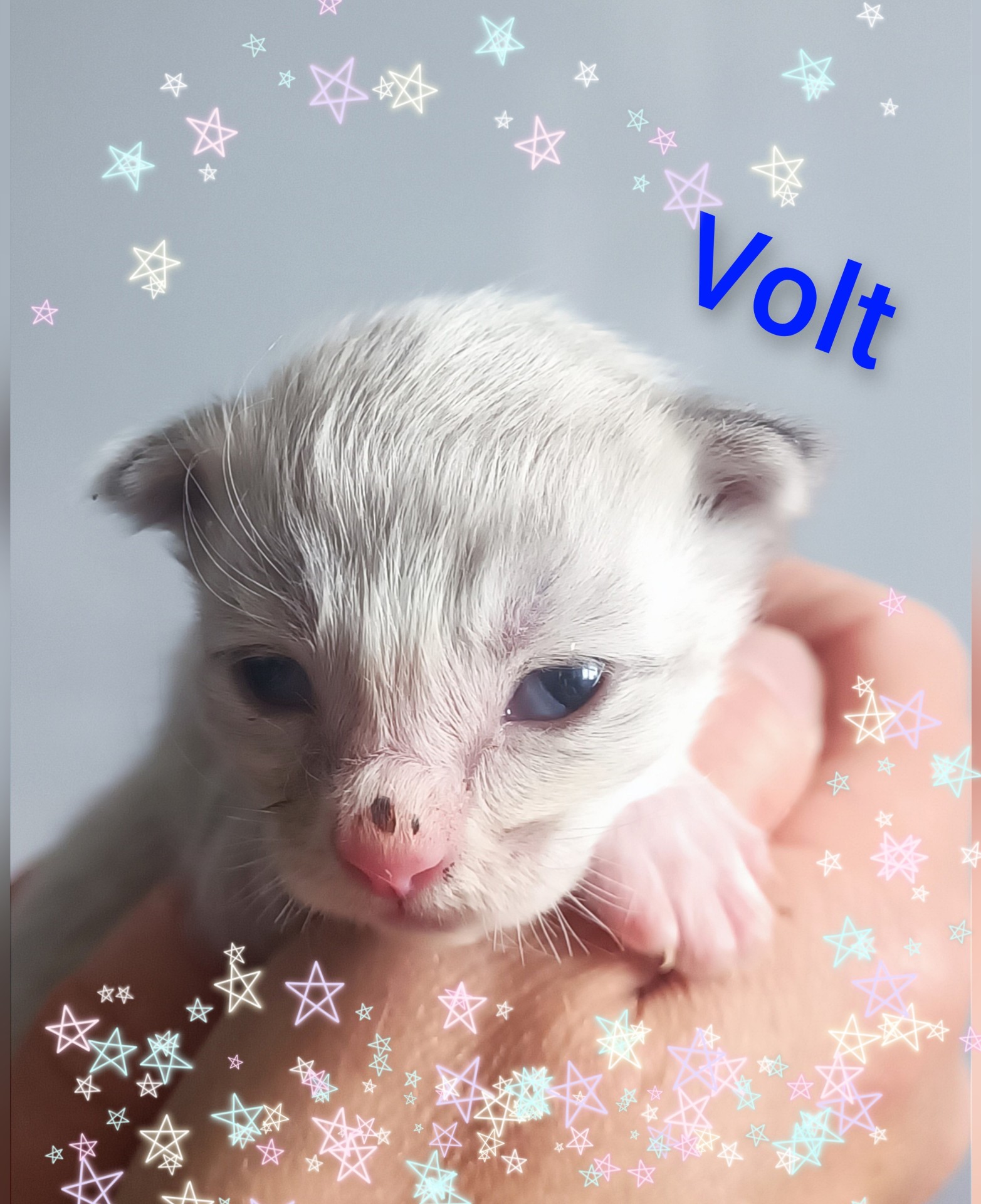 VOLT