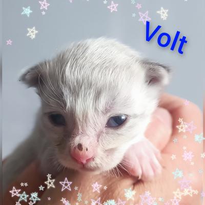 VOLT
