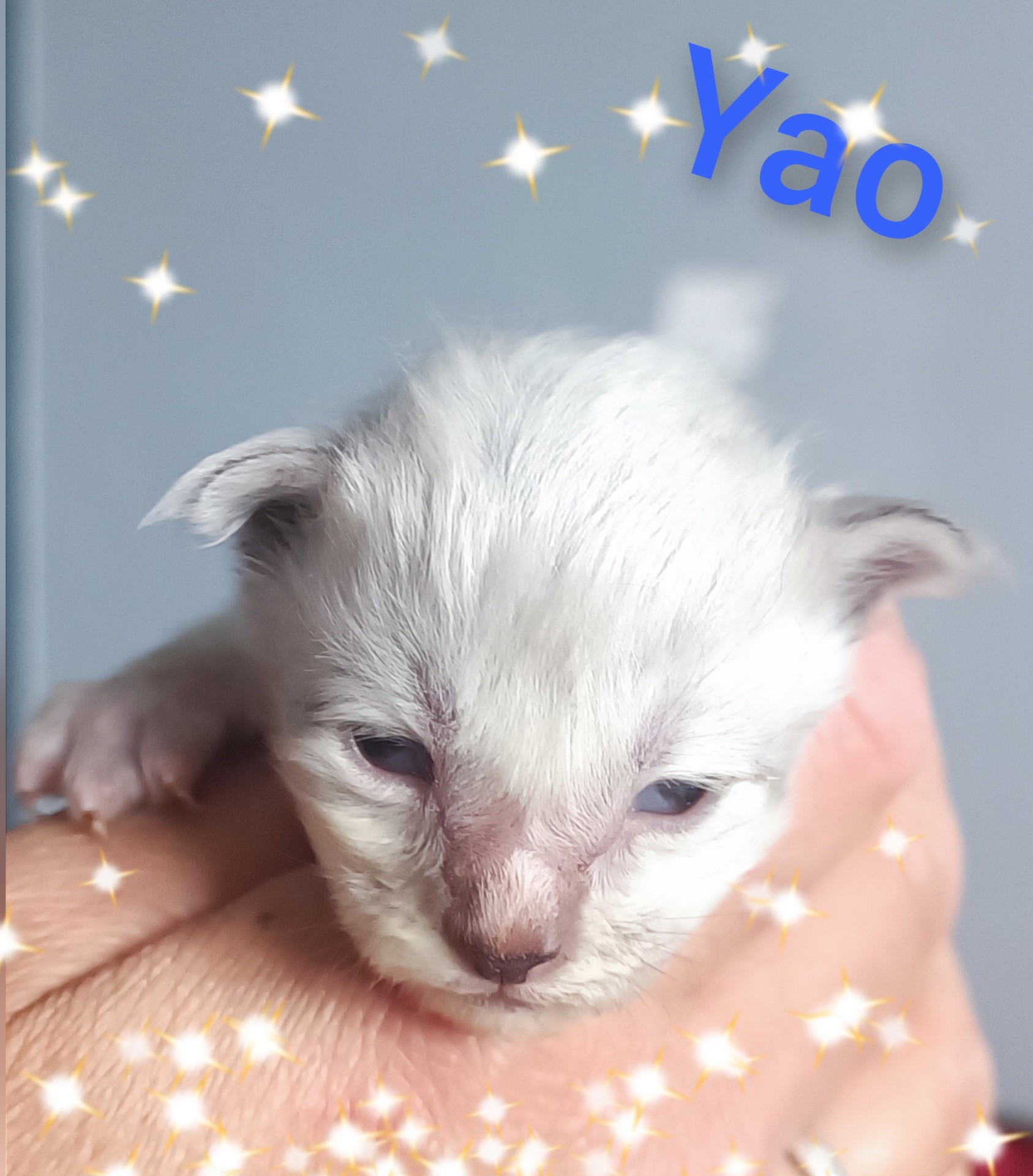 YAO