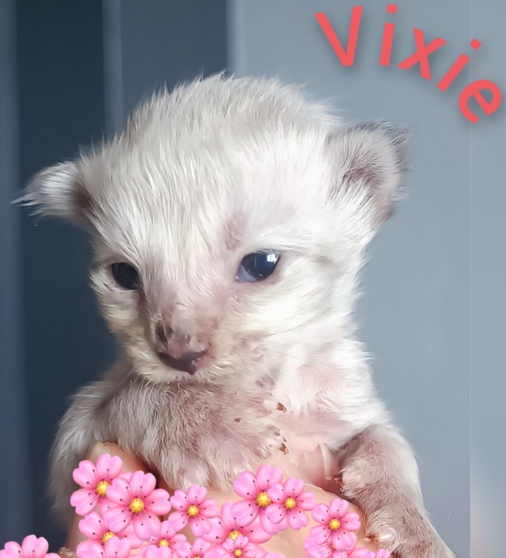 VIXIE