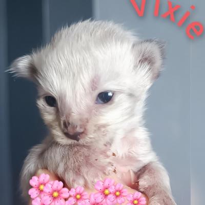 VIXIE