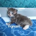 Agnarr