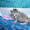 Amaya