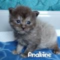 Anakin 