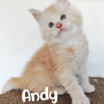 CHATONS DISPONIBLES