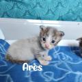 Ares