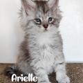 Arielle 7sem