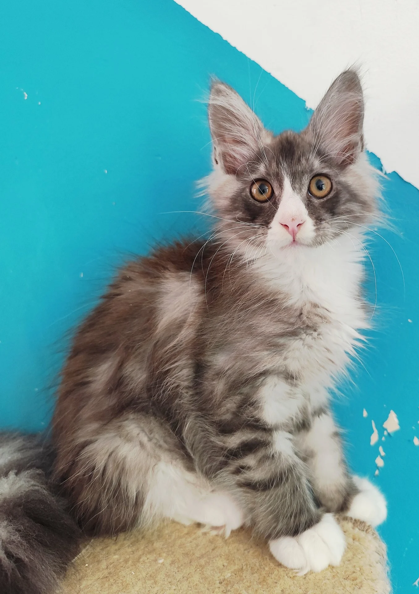 Arlo 3