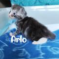 Arlo