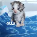 Atta